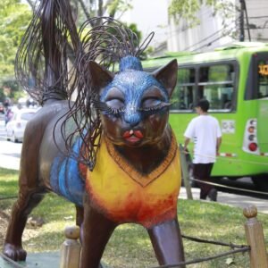 difernapo-cat-3300370_1920